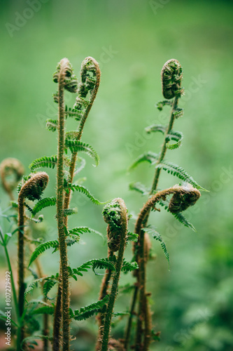 Spring plant young fern twisted into a spiral 