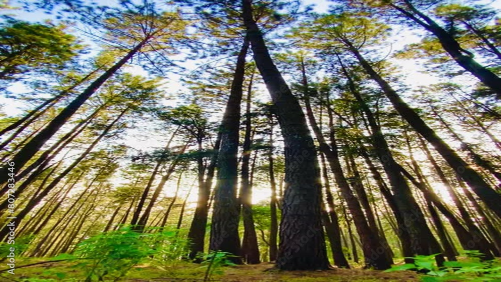 trees in the forest trees in the forest