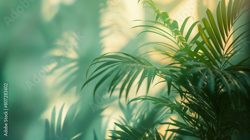 Palm leaves in soft light with bokeh background