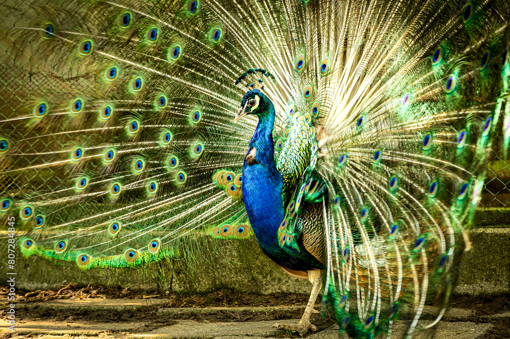 Obraz premium peacock with feathers out