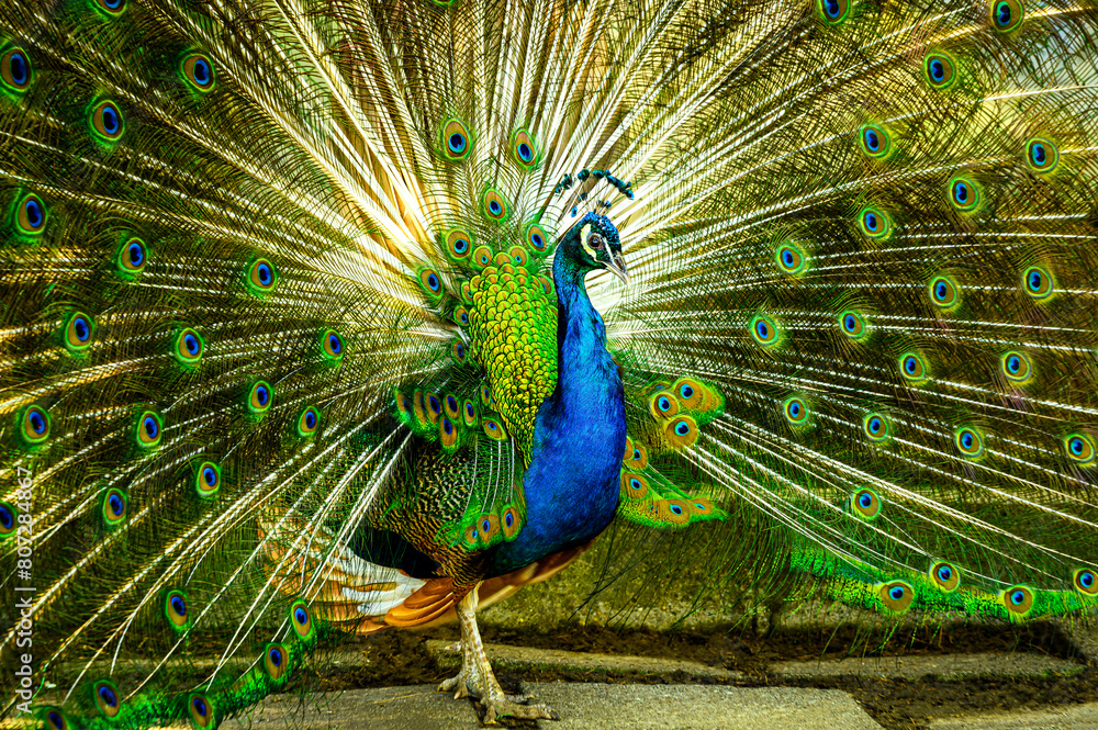 Obraz premium peacock with feathers out