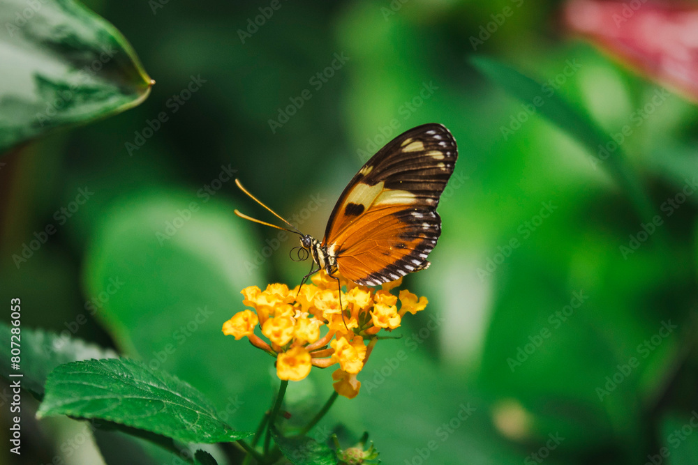 Fototapeta premium butterfly on flower