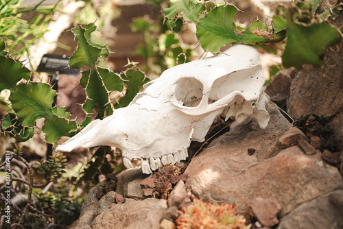 cow skull in the desert
