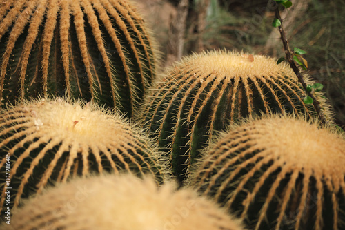 close up of cactus