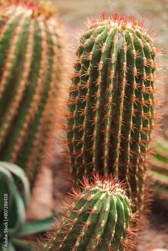 cactus in the garden