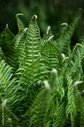 Beautiful dark green fern leaves background
