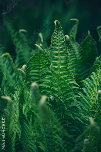 Beautiful fern leaf in nature
