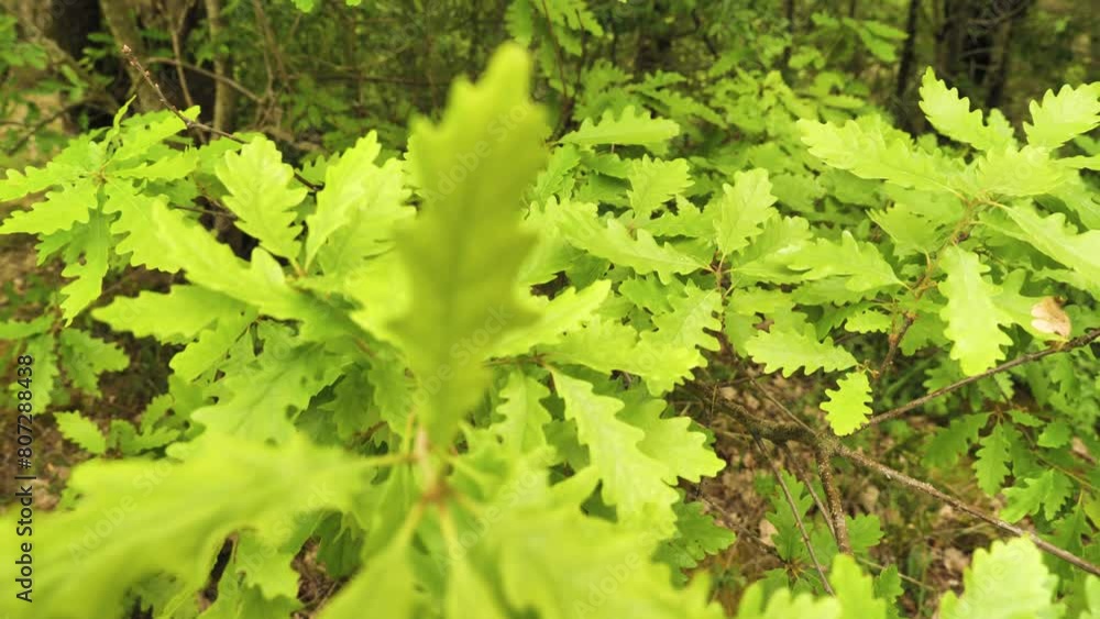 Close-up of the vibrant green leaves of an oak tree. Showcasing the intricate patterns and textures of nature. Sunlight streaming through the leaves adding depth to the scene Close-up of the vibrant green leaves of an oak tree. Showcasing the intricate patterns and textures of nature. Sunlight streaming through the leaves adding depth to the scene