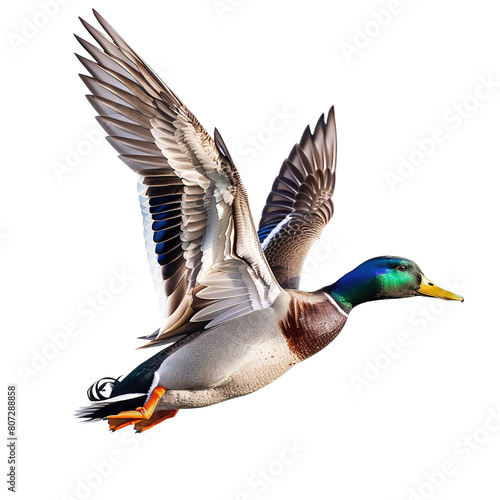 Male mallard isolated on white or transparent background © Nazmus