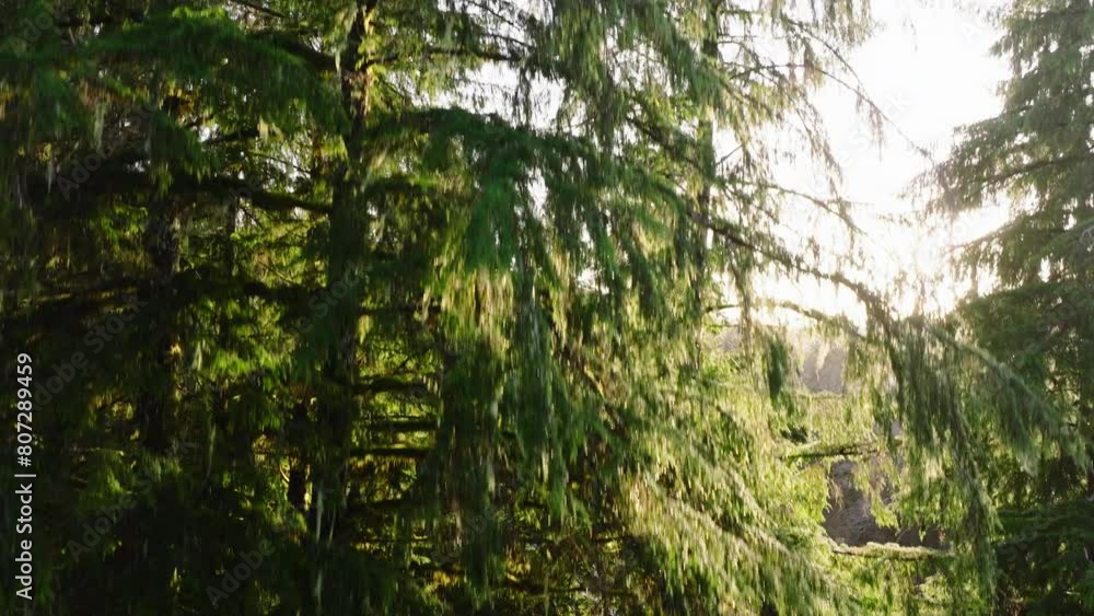 The sun breaks through the mist, illuminating a gentle river winding through a lush evergreen forest in Washington. The camera smoothly descends. 4K footage. The sun breaks through the mist, illuminating a gentle river winding through a lush evergreen forest in Washington. The camera smoothly descends. 4K footage.