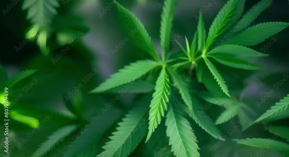 Closeup of medicinal cannabis leaves in a plantation. Concept Cannabis, Medicinal plants, Plantation, Closeup photography, Alternative medicine