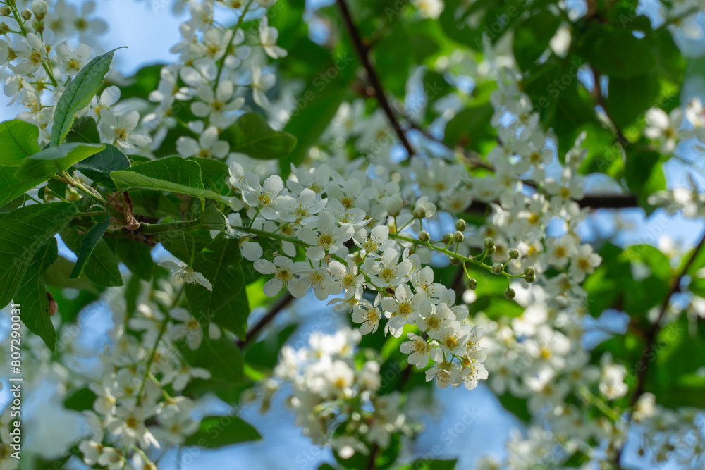 White flowers of bird cherry tree blooming in springtime. Drooping racemes with strong scent flowering prunus padus of rosaceae family. Used anti inflammatory and phytoncidal agent. Common bird cherry White flowers of bird cherry tree blooming in springtime. Drooping racemes with strong scent flowering prunus padus of rosaceae family. Used anti inflammatory and phytoncidal agent. Common bird cherry