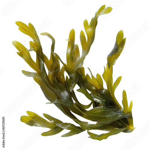 Seaweed isolated on white or transparent background
