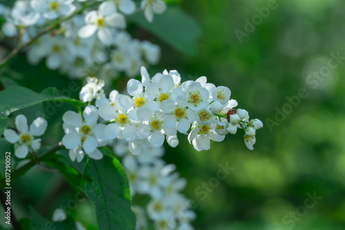 White flowers of bird cherry tree blooming in springtime. Drooping racemes with strong scent flowering prunus padus of rosaceae family. Used anti inflammatory and phytoncidal agent. Common bird cherry