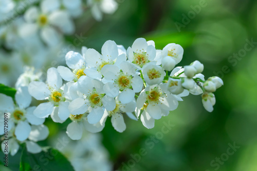White flowers of bird cherry tree blooming in springtime. Drooping racemes with strong scent flowering prunus padus of rosaceae family. Used anti inflammatory and phytoncidal agent. Common bird cherry