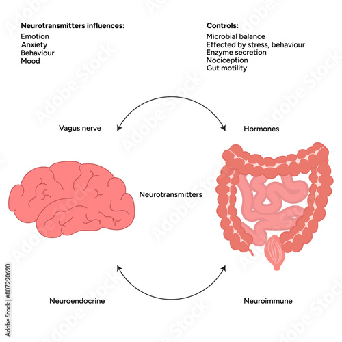 Gut-brain axis, connection brain-gut