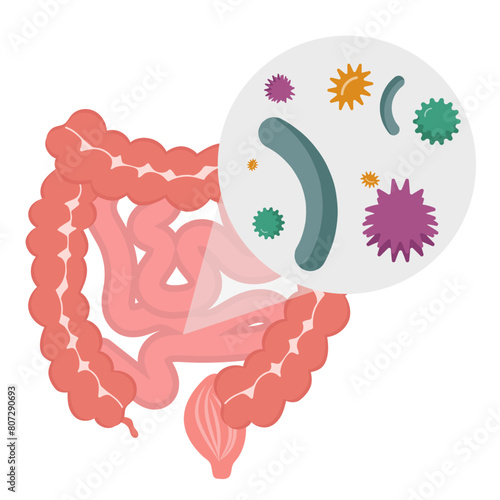 Gut and bacterias zoom