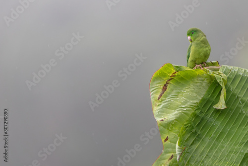 Spectacled Parrotlet photo