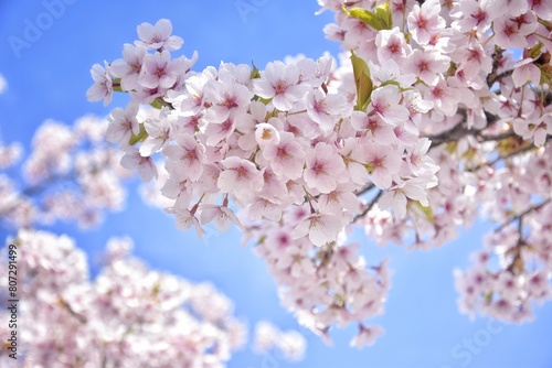 Cherry blossoms on a background in the blue sky