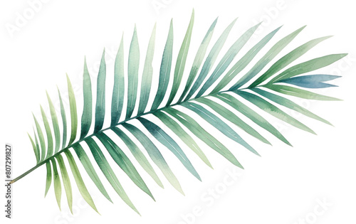 PNG Leaf plant palm leaf pattern.