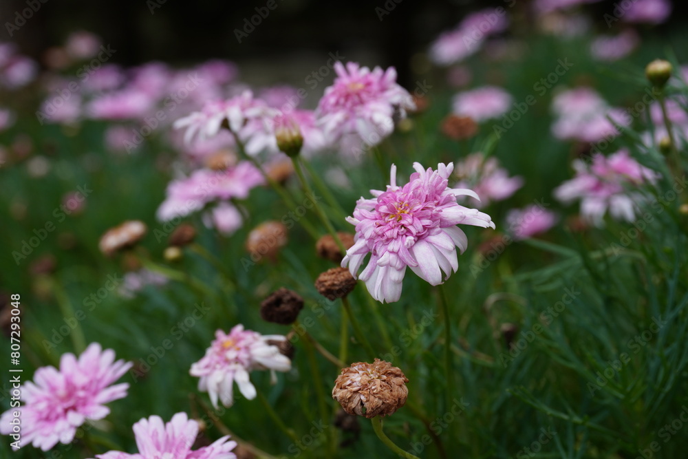 Obraz premium bee on a flower