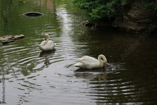 swan on the lake