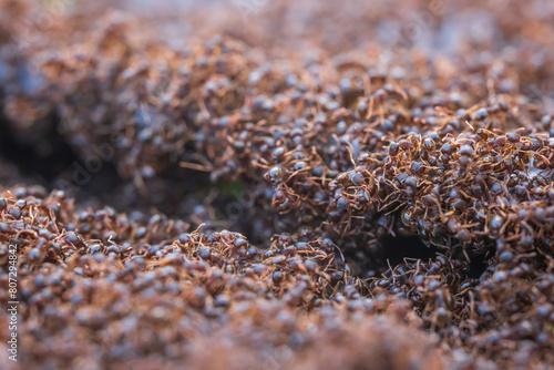 Close up of ant swarm photo