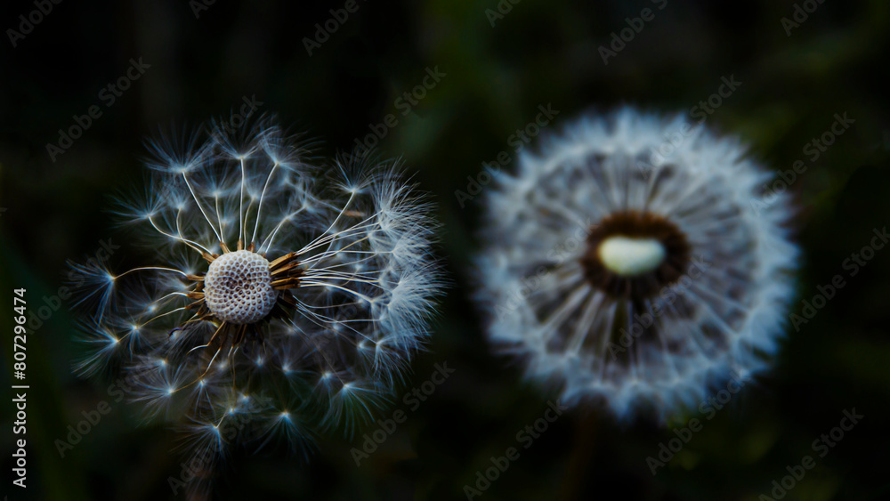 white flowers of dandelion balls in a spring field, beautiful dandelion flowers