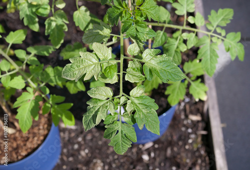 White tomato leaves from sun burn. Tomato plant started indoors exposed to fast to sun, cold temperature or wind. Plant Hardening off fail. Sweet Million Cherry Tomato plant. Selective focus.