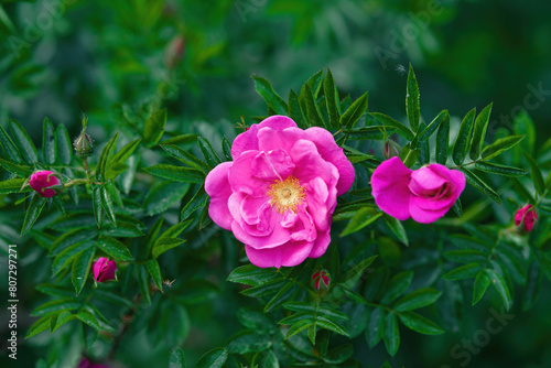 Rosa Rubignosa, Sweet briar beauty of unique rose species, macro shot. Sweetbriar rose, wild rose flowers with striking pink flowers closeup.