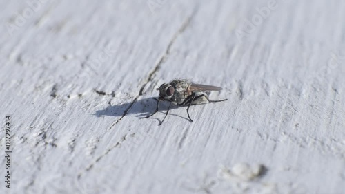 A fly rubs its legs