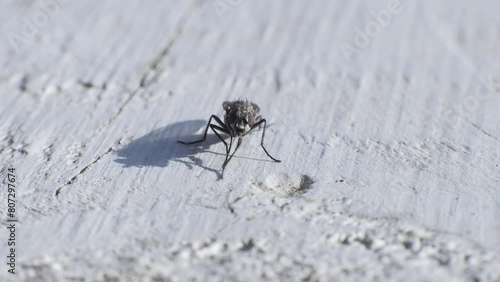 A fly rubs its legs
