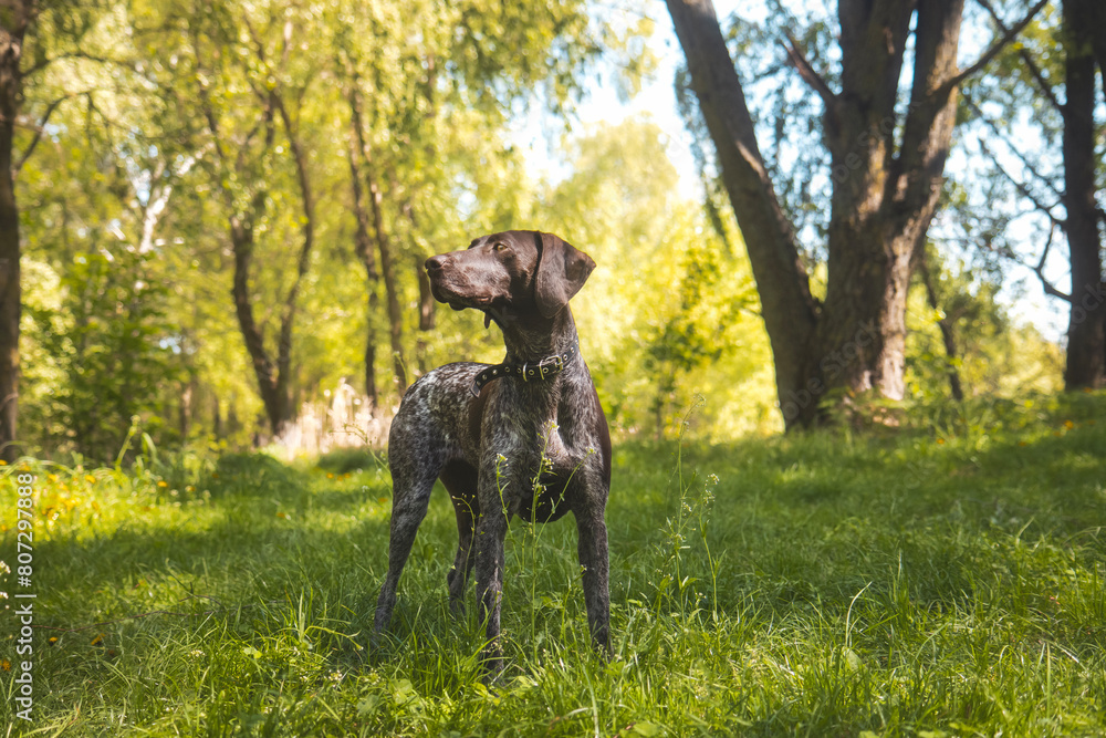 hunting breed dog standing in the forest