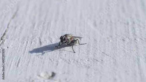 A fly rubs its legs