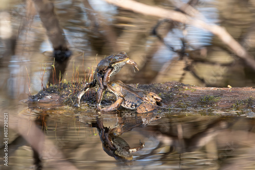 Wasserfrösche photo