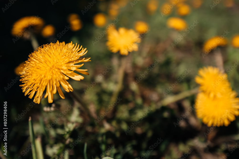Fototapeta premium Wild bright yellow blooming dandelions growing the nature on a sunny day