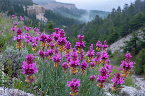 A close-up shot of vibrant purple paintbrush flowers blooming near some rocks in their natural habitat