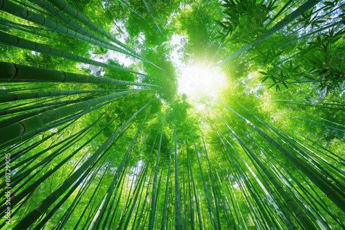 Overhead perspective of the top of a bamboo tree in a forest