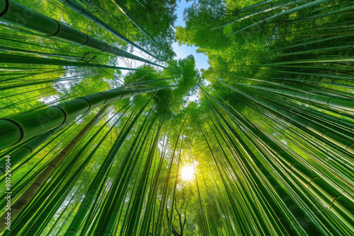Sun shining through the dense foliage of a tall bamboo tree  creating a mesmerizing sight of light and shadows