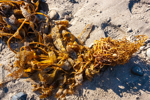 Brown algae Macrocystis pyrifera washed ashore during a storm, Santa Catalina Island, California photo