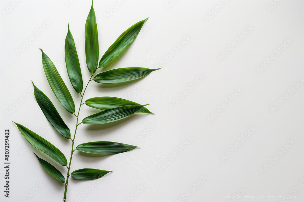 A green leaf is resting on a white surface, creating a simple and minimalistic composition A green leaf is resting on a white surface, creating a simple and minimalistic composition