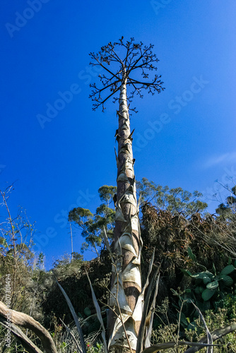 Large flower stalk of Agave against the sky on Catalina Island in the Pacific Ocean, California photo
