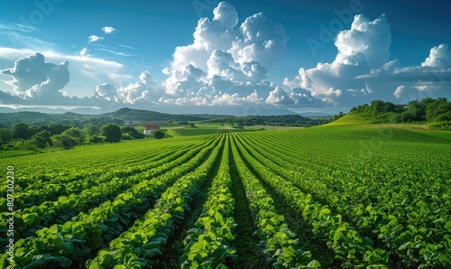 Agricultural landscape