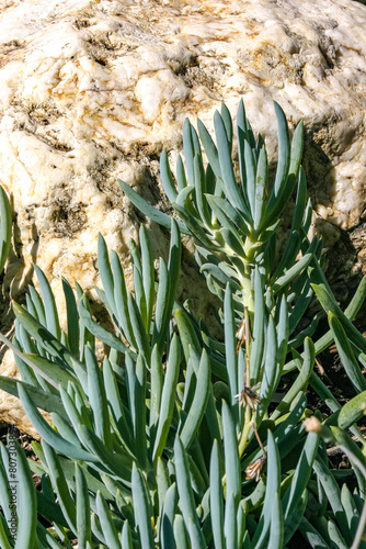 Senecio mandraliscae (Blue Chalksticks), Ground cover succulent plant in a flower bed in Avalon on Catalina Island in the Pacific Ocean, California photo