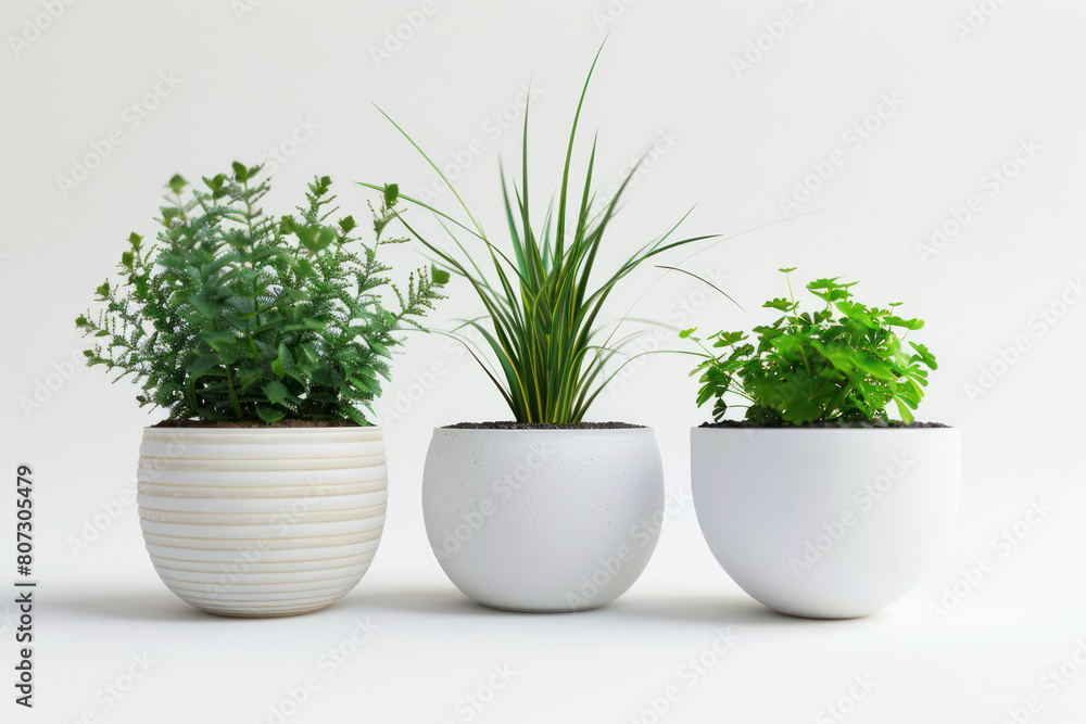 Three distinct plants in minimalist white vases against a white background