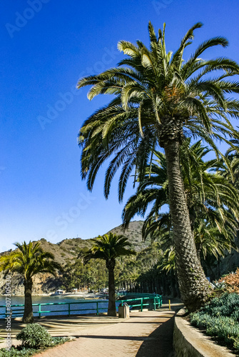 Phoenix canariensis - large date palm on Catalina Island in the Pacific Ocean  California