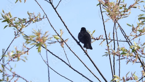 Blackbird sitting on a branch