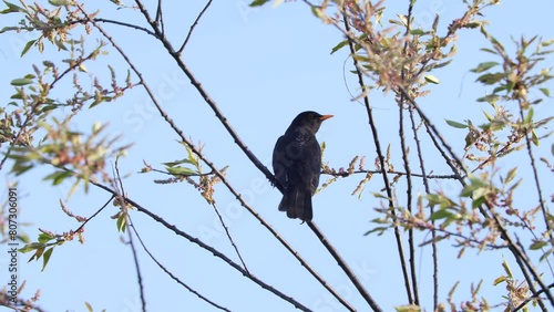 Blackbird sitting on a branch