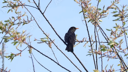 Blackbird sitting on a branch and pooping