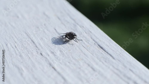A fly rubs its legs